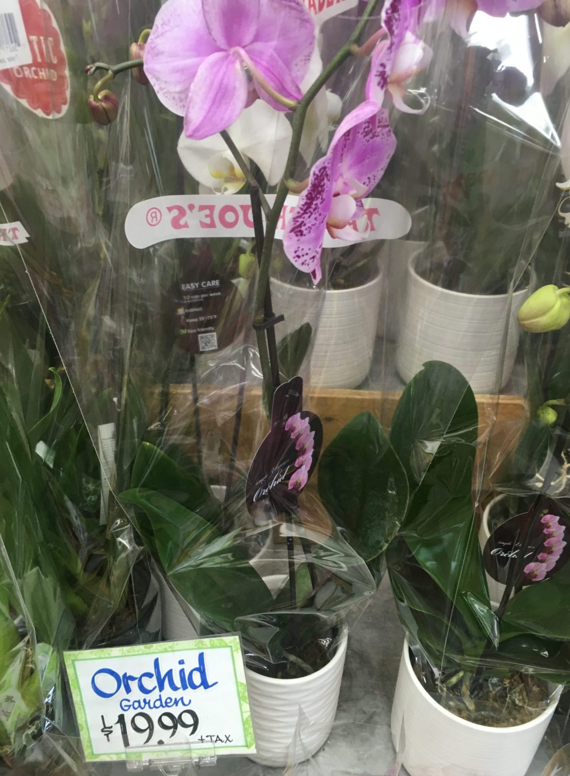Trader Joe's Orchids, Seasonal Trader Joe's Reviews