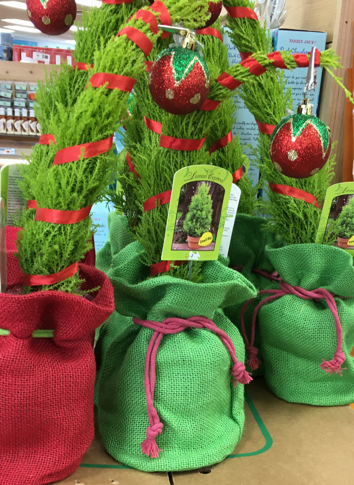 Trader Joe's Grump Trees, Lemon Cypress Holiday Tree Trader Joe's Reviews